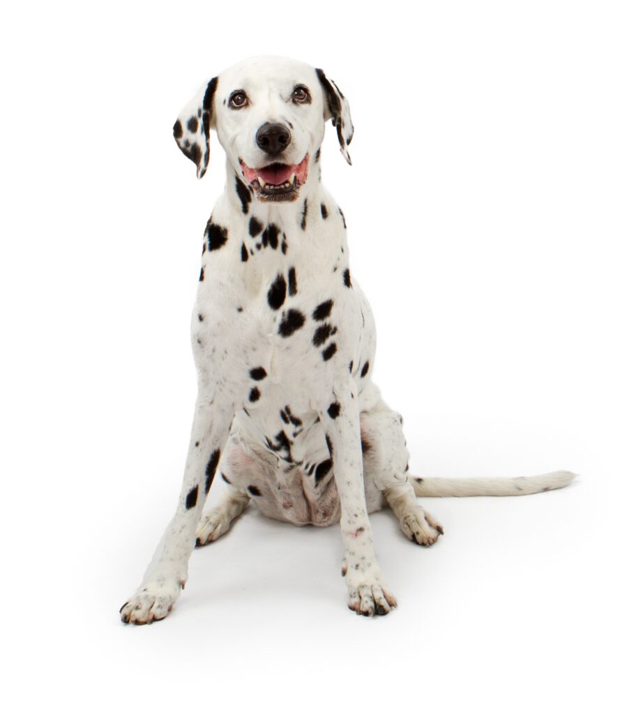 Dalmation Dog on a white background